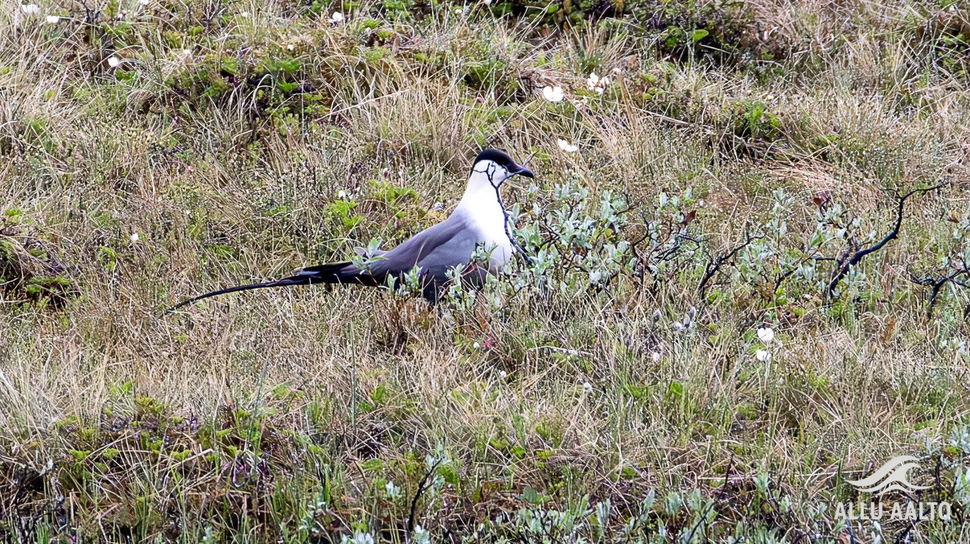 tunturikihu